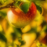 Buy canvas prints of Apple, lit golden rays of the sun by Michael Goyberg