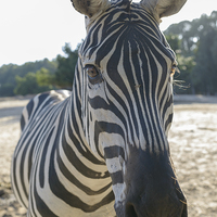Buy canvas prints of  Zebra by Michael Goyberg