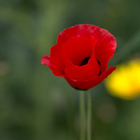 Buy canvas prints of  Red poppy on a green background by Michael Goyberg