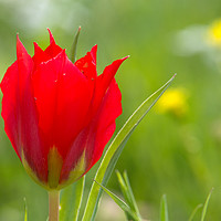 Buy canvas prints of Red Meadow Tulip by Michael Goyberg