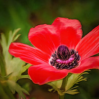 Buy canvas prints of Red Wildflower by Michael Goyberg