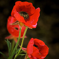 Buy canvas prints of Red Wildflowers with corrected colors and lighting by Michael Goyberg