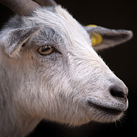 Buy canvas prints of Zoo Goat Portrait by Michael Goyberg