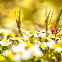 Buy canvas prints of Sunny Blooming Day by Michael Goyberg