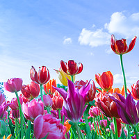 Buy canvas prints of Red, purple and yellow tulips against blue sky and by Michael Goyberg