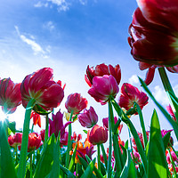 Buy canvas prints of Red and yellow tulips against blue sky by Michael Goyberg