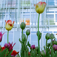 Buy canvas prints of Tulips and fresh buds by Michael Goyberg