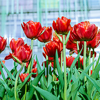 Buy canvas prints of Red tulips against the backdrop of a modern buil by Michael Goyberg
