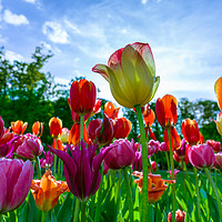Buy canvas prints of Beautiful tulips by Michael Goyberg