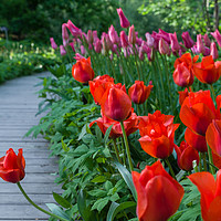 Buy canvas prints of Scarlet tulips by Michael Goyberg