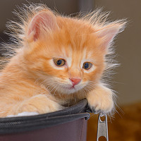 Buy canvas prints of Red-haired, fluffy kitten by Michael Goyberg