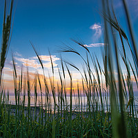 Buy canvas prints of Beautiful Mediterranean Sunset through grass growi by Michael Goyberg