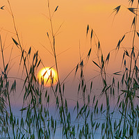 Buy canvas prints of Golden sunset through meadow grass by Michael Goyberg