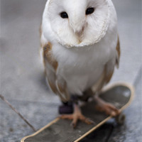 Buy canvas prints of Skateboarding owl by michael perry