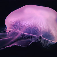 Buy canvas prints of Neon Pink Jellyfish by Karen Magee