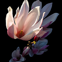 Buy canvas prints of Magnolia Bloom in the Late Afternoon Sun by Karen Magee
