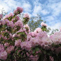 Buy canvas prints of Rhododendrons in Stanley Park by Lori Allan