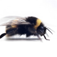 Buy canvas prints of Bumble B by Jason Green
