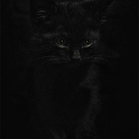 Buy canvas prints of Black Cats by Jason Green