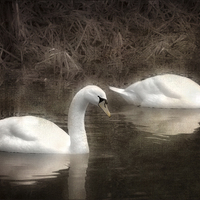Buy canvas prints of Swans for life by Jason Green