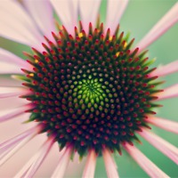 Buy canvas prints of Echinacea by andrew bagley