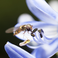 Buy canvas prints of Hover fly by andrew bagley