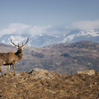Buy canvas prints of The Magestic Stag by andrew bagley