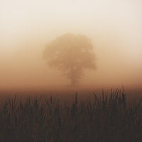 Buy canvas prints of  Misty Morning by andrew bagley