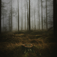Buy canvas prints of Woodland by andrew bagley