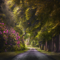 Buy canvas prints of Woodland road. by andrew bagley