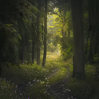 Buy canvas prints of Woodland path by andrew bagley