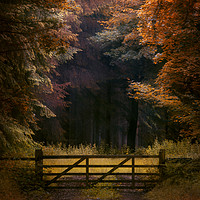 Buy canvas prints of Woodland gate by andrew bagley