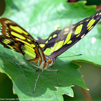 Buy canvas prints of Butterfly at Butterfly world wotton isle of wight by William Kempster