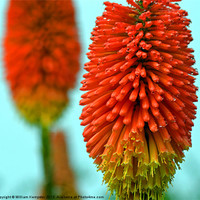 Buy canvas prints of Kniphofia - (Red Hot Poker) by William Kempster