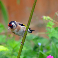 Buy canvas prints of Goldfinch by William Kempster