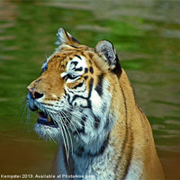 Buy canvas prints of Aysha Isle Of Wight zoo Tiger by William Kempster