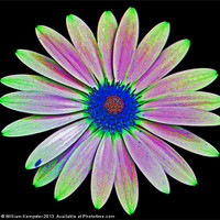 Buy canvas prints of Osteospermum Flower by William Kempster