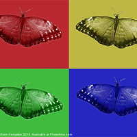Buy canvas prints of Digital Art Butterfly by William Kempster