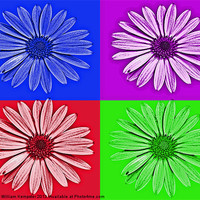Buy canvas prints of Osteospermum Flower digital art by William Kempster