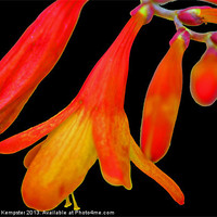 Buy canvas prints of Crocosmia Lucifer by William Kempster