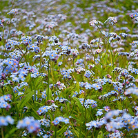 Buy canvas prints of Forget me Not by Scott  Paul