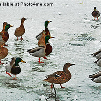 Buy canvas prints of Ducks on Ice by Laura Witherden