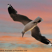Buy canvas prints of Sunset Seagull by Laura Witherden