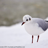 Buy canvas prints of Snow Gull by Laura Witherden
