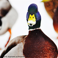 Buy canvas prints of Duck in Disguise by Laura Witherden