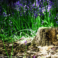 Buy canvas prints of Bluebell Wood by Laura Witherden