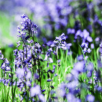 Buy canvas prints of Bluebells by Laura Witherden