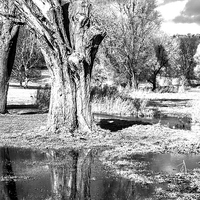 Buy canvas prints of Monochrome Reflection by Laura Witherden