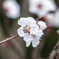 Buy canvas prints of Cherry Blossom by Laura Witherden