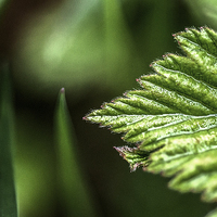 Buy canvas prints of Macro Leaf by Laura Witherden